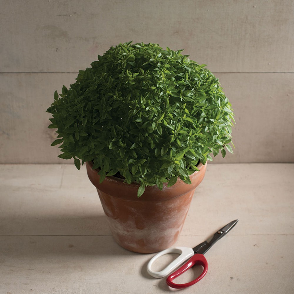 بذر ریحان بوته ای تند بذر ریحان بوته ای تند