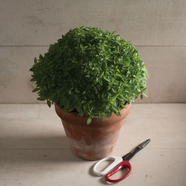 بذر ریحان بوته ای تند