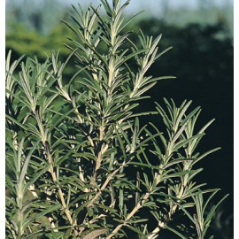 بذر رزماری