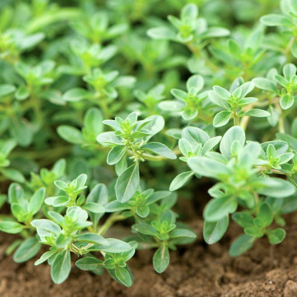 بذر آویشن خزنده بذر آویشن خزنده