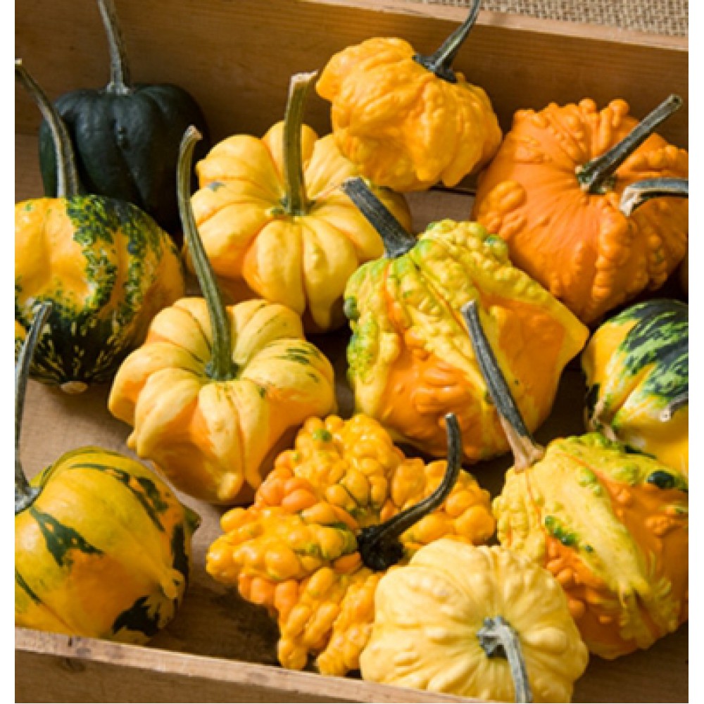 بذر کدوتنبل گل آفتاب بذر کدوتنبل گل آفتاب