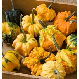 بذر کدوتنبل گل آفتاب