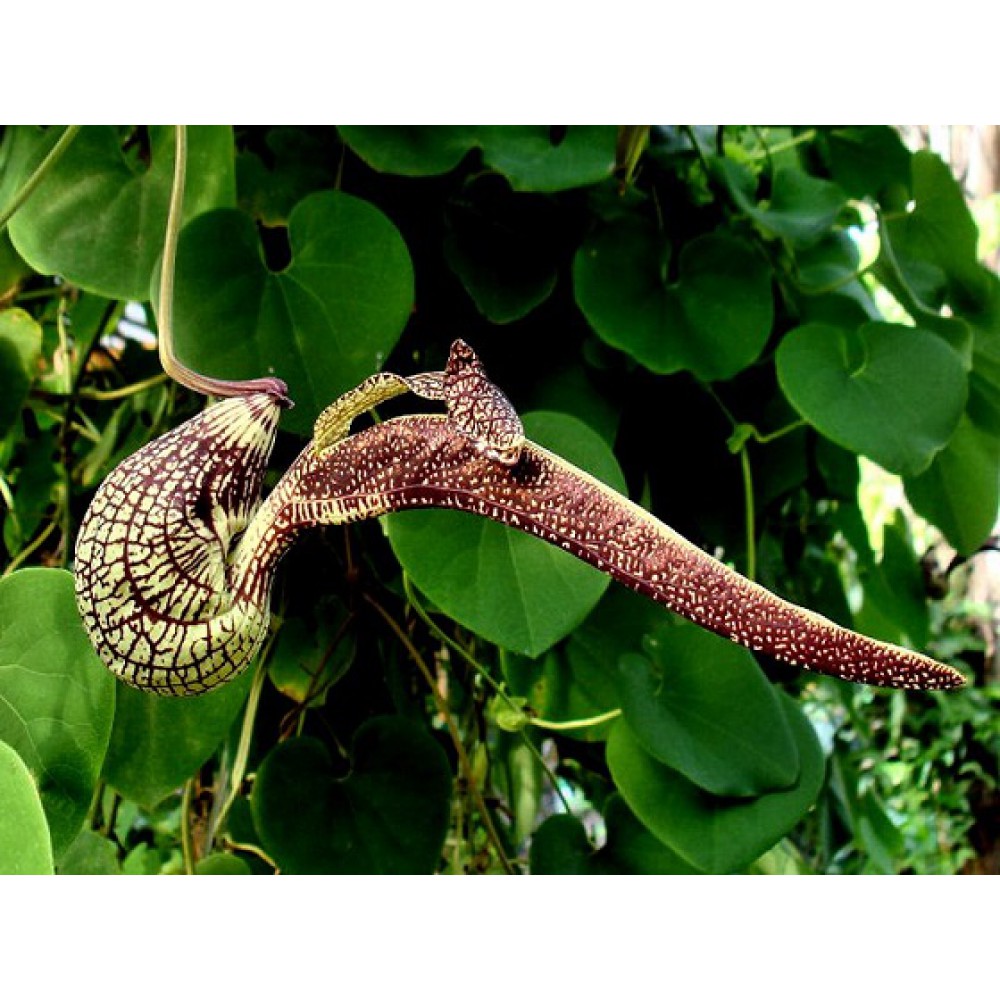 بذر گل پیپ هلندی رینجنز بذر گل پیپ هلندی رینجنز