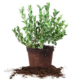 خاک مخصوص بلوبری