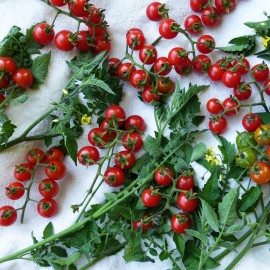 بذر گوجه فرنگی گیلاس وحشی