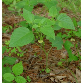 بذر فیسالیس بنفش