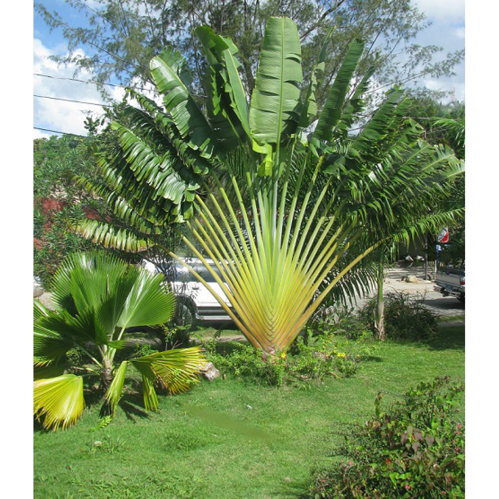 بذر نخل مسافر