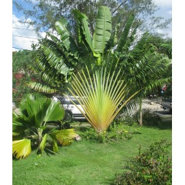 بذر نخل مسافر