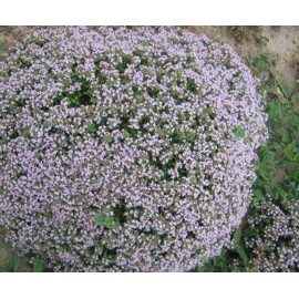 بذر آویشن دنایی بذر آویشن دنایی