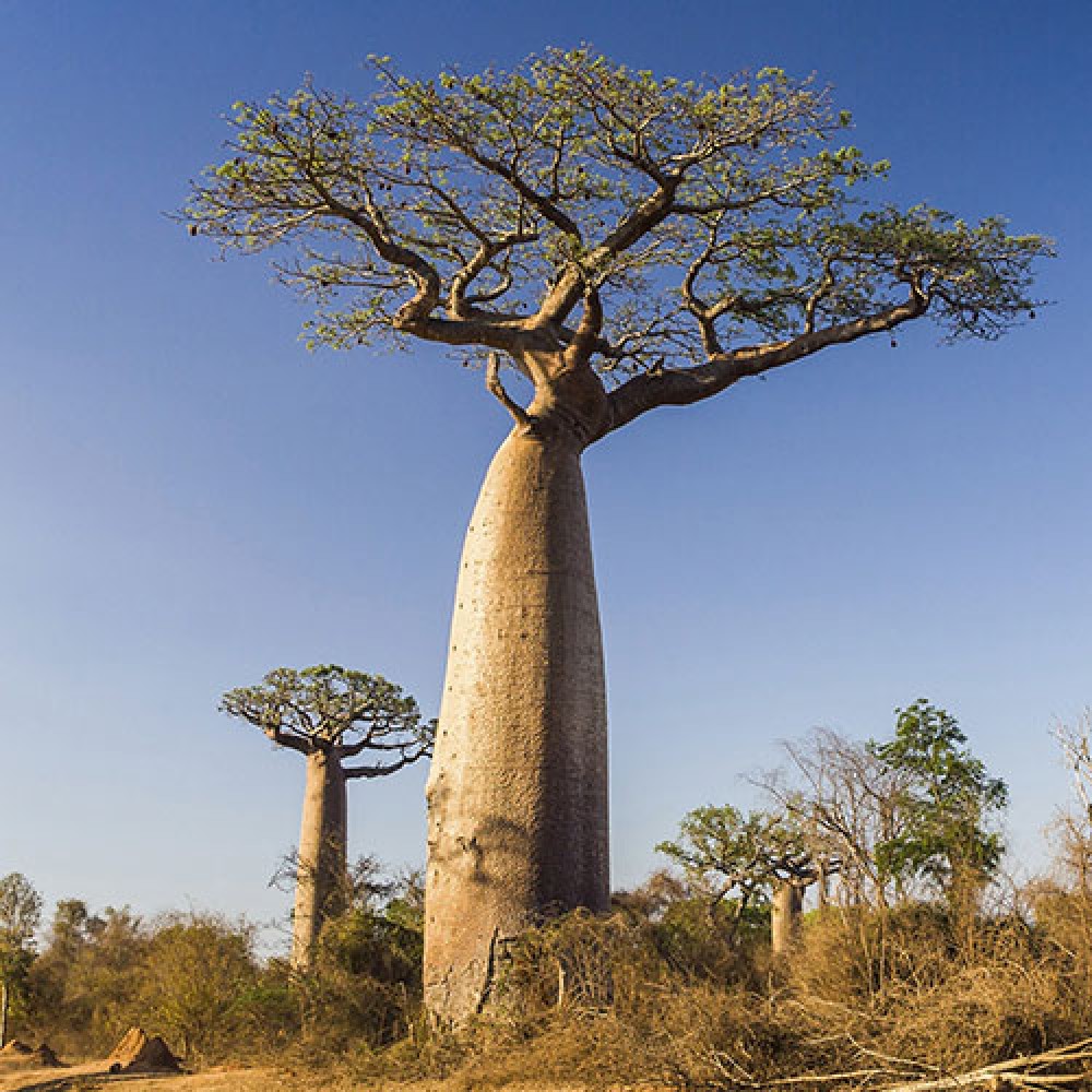 بذر درخت آدانسونیا دیجیتاتا