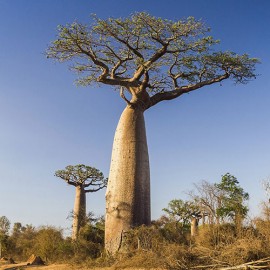 بذر درخت آدانسونیا دیجیتاتا