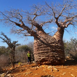 بذر درخت آدانسونیا فونی