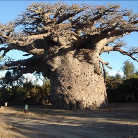 بذر درخت بائوباب زا (BAOBAB ZA)