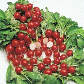 بذر تربچه Cherry Belle