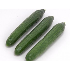 بذر خیار هیبرید F1 بذر خیار هیبرید F1