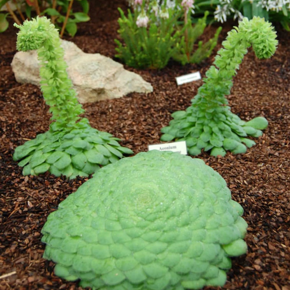 بذر گیاه بشقابی