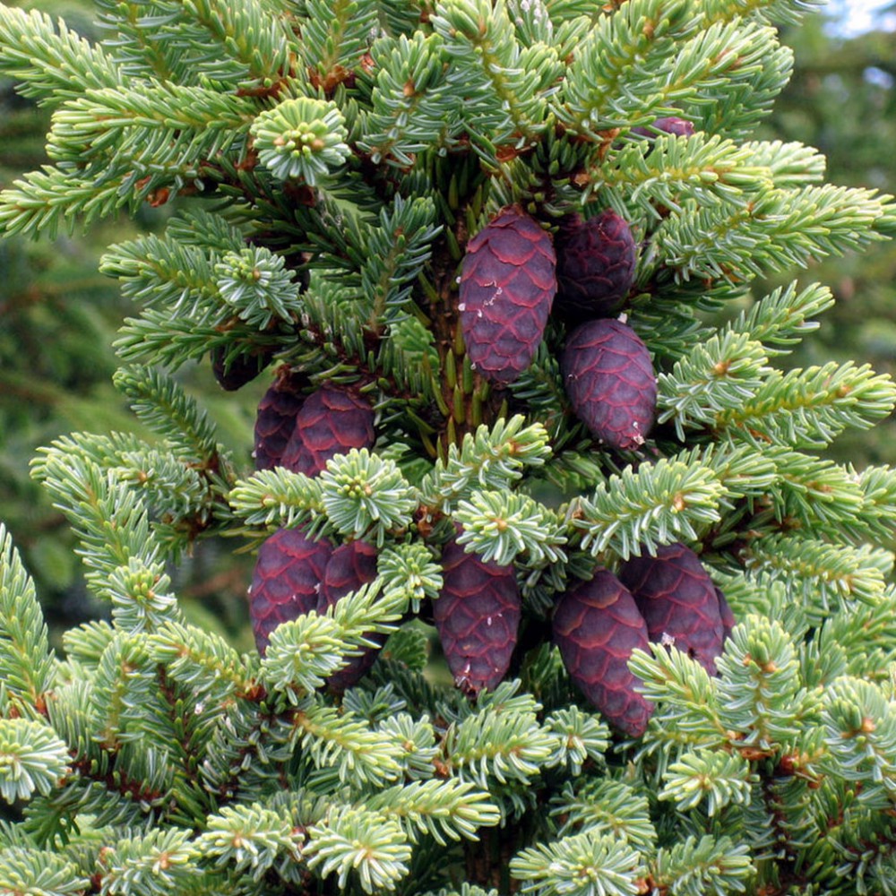 بذر صنوبر سیاه بذر صنوبر سیاه