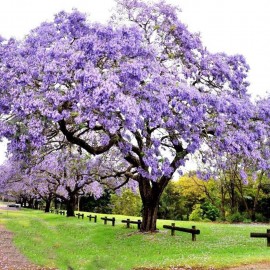 بذر درخت پالونیا تومنتوسا بذر درخت پالونیا تومنتوسا