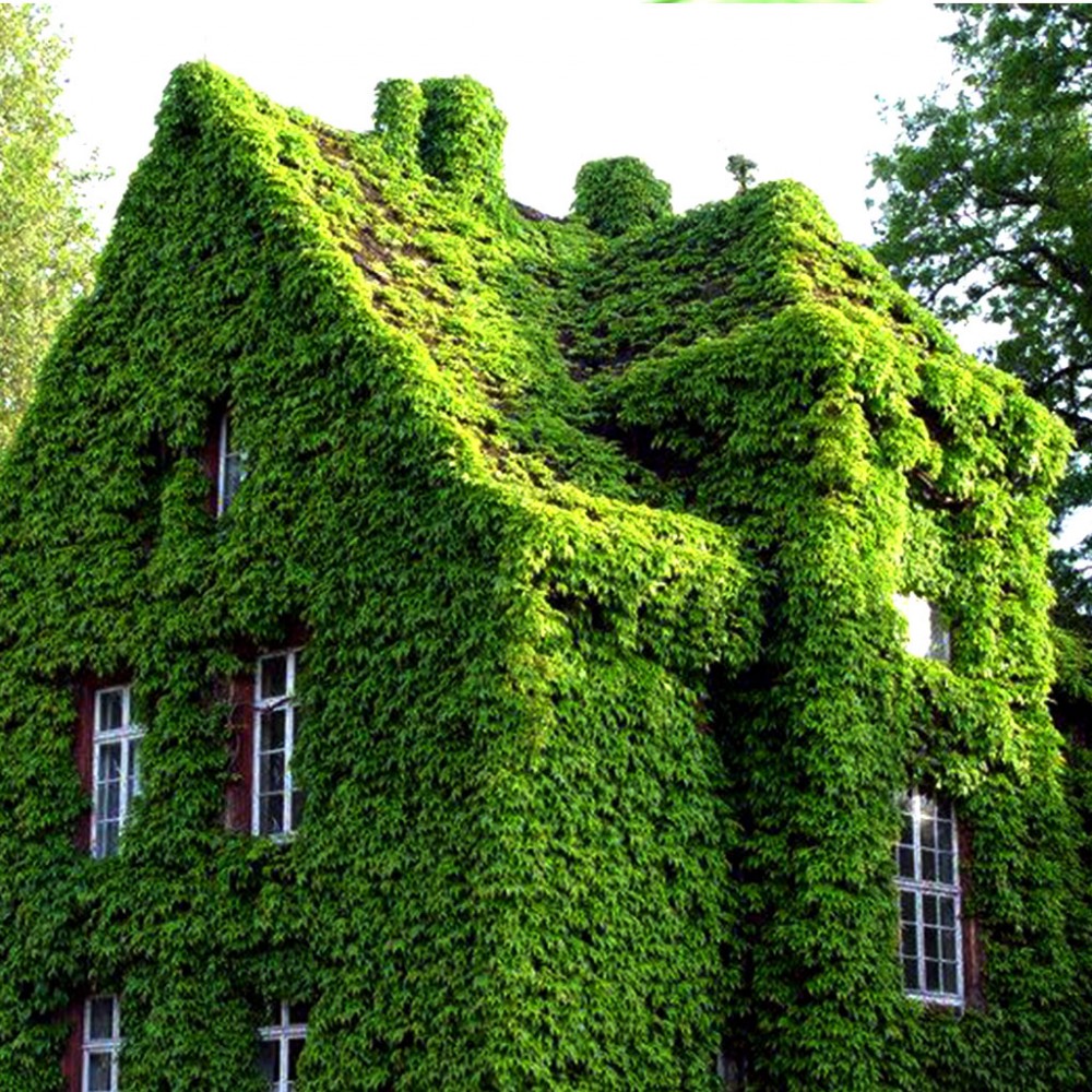 بذر پیچک بوستون بذر پیچک بوستون