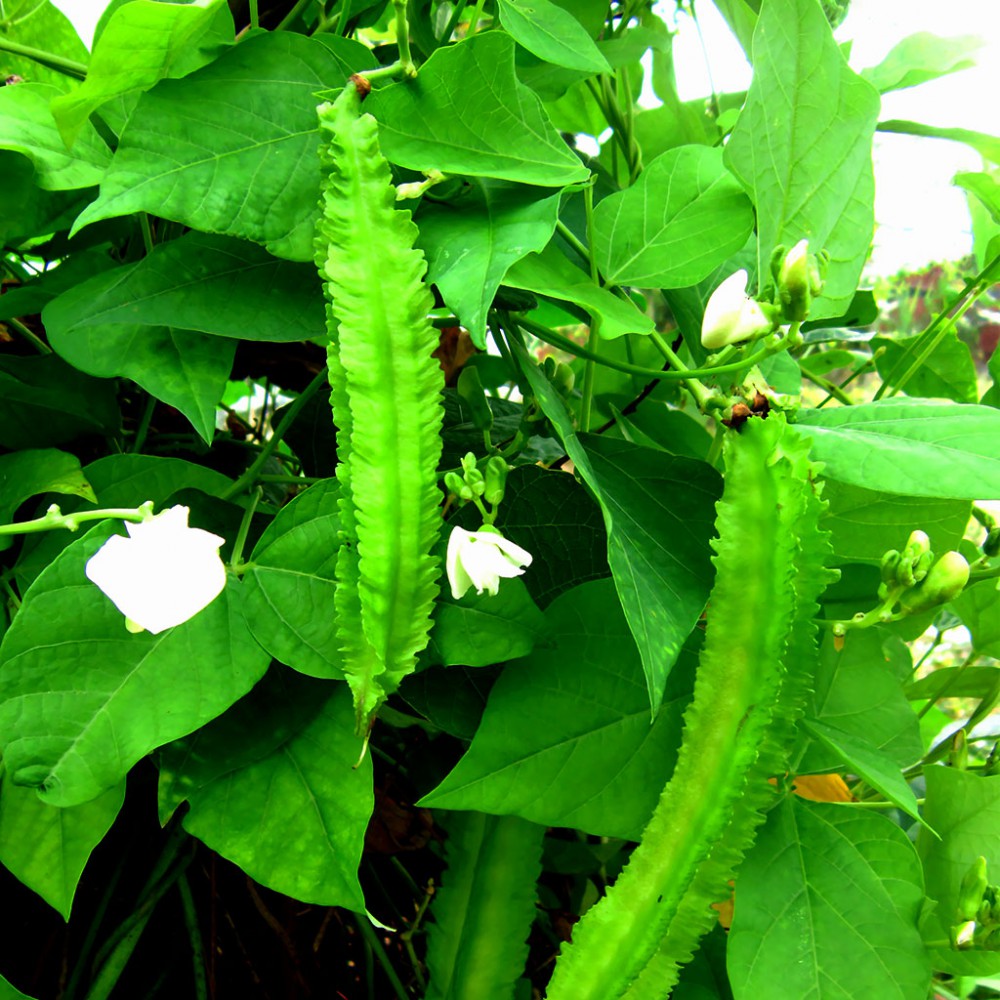 بذر لوبیا بالدار بذر لوبیا بالدار