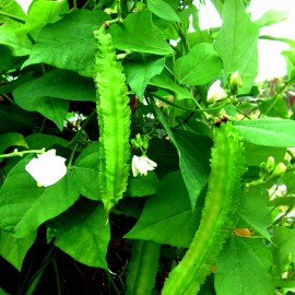 بذر لوبیا بالدار بذر لوبیا بالدار