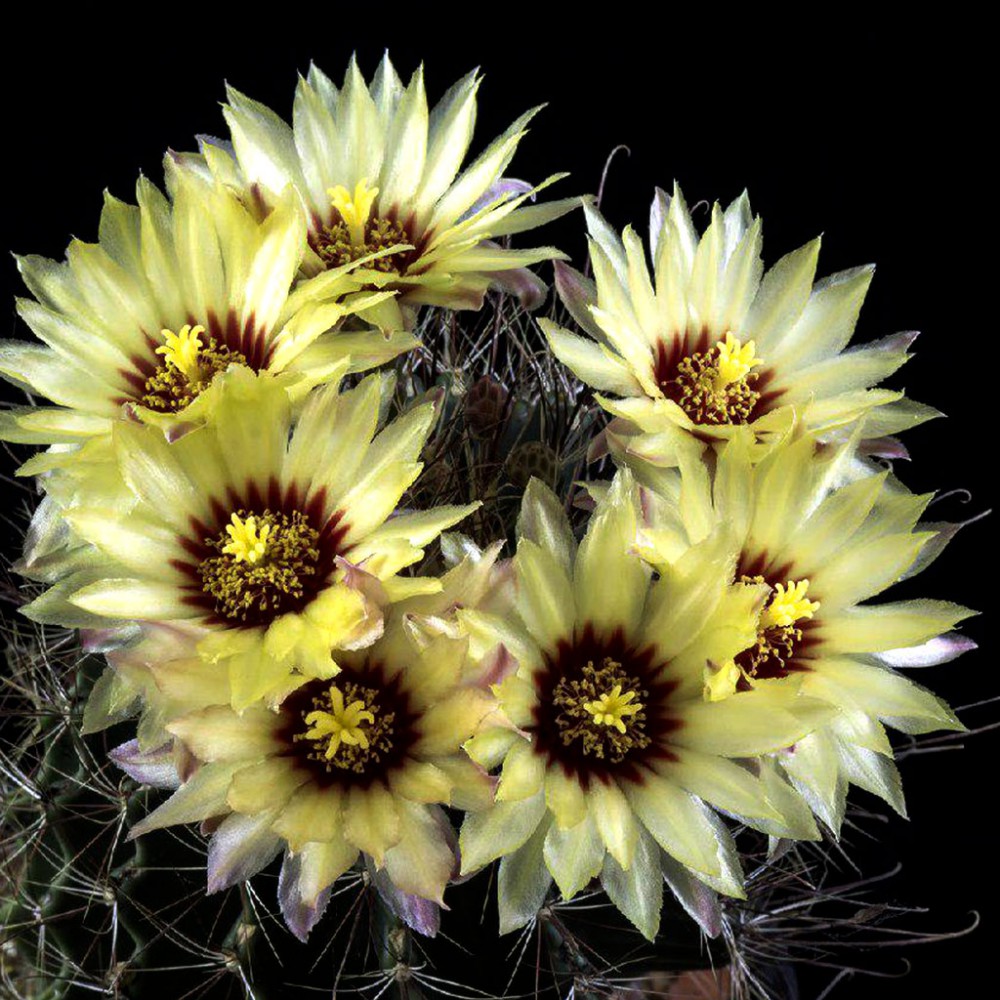 بذر کاکتوس هاماتو بذر کاکتوس هاماتو