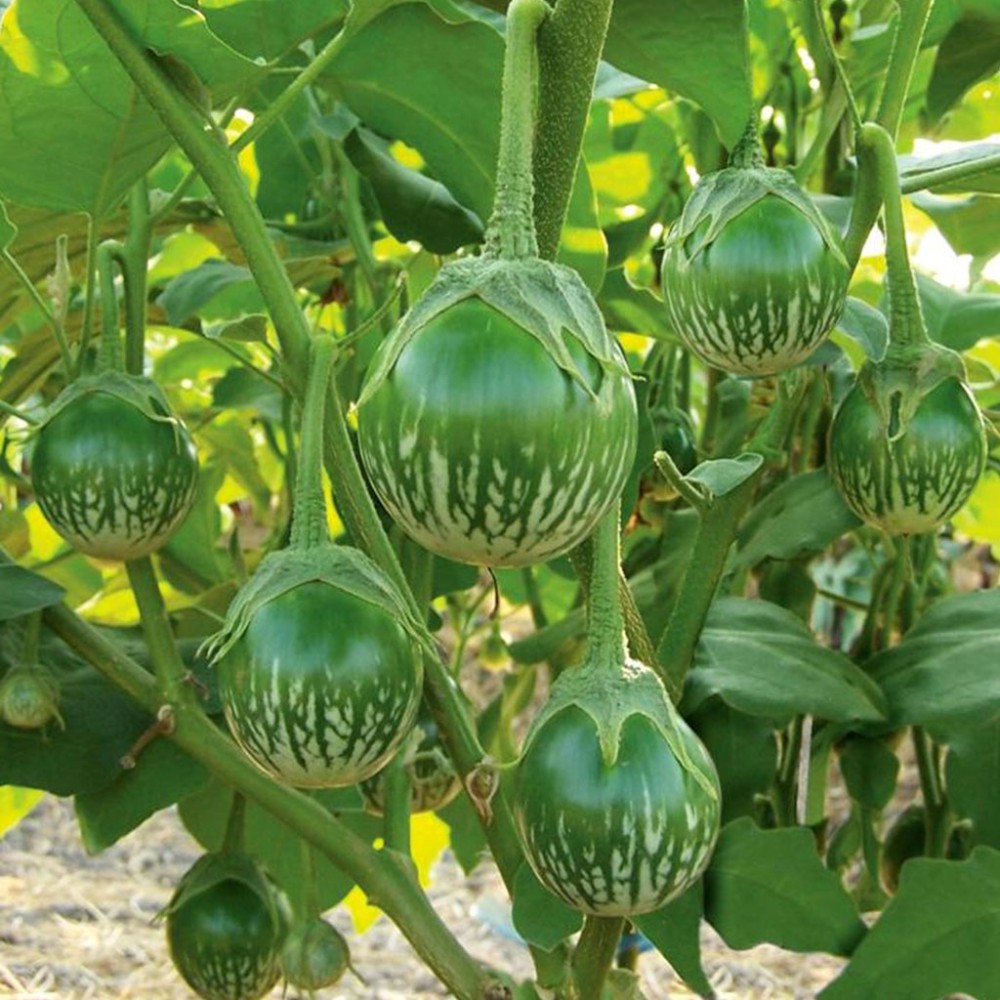 بذر بادمجان سبز آبلونگ بذر بادمجان سبز آبلونگ