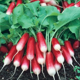 بذر تربچه صبحانه فرانسوی