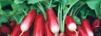 بذر تربچه صبحانه فرانسوی