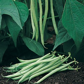 بذر لوبیا سبز رابرت