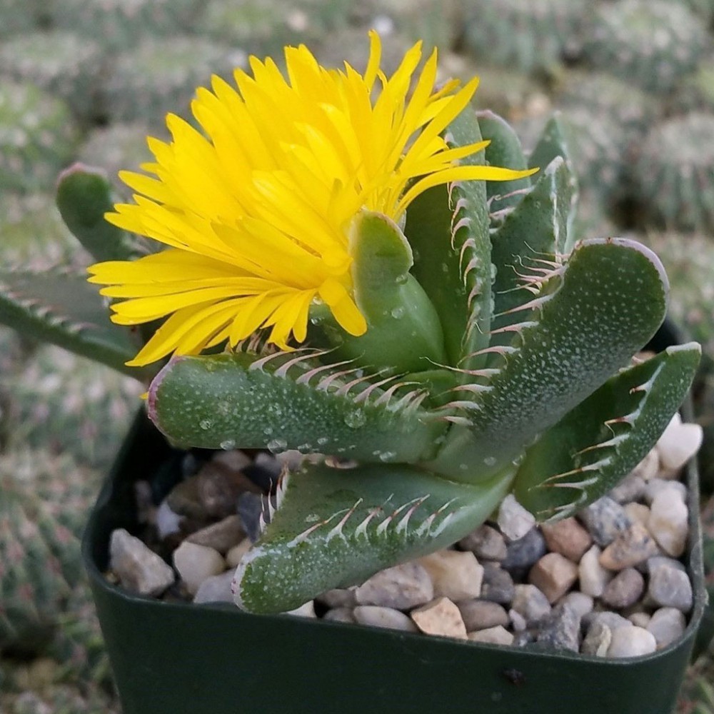 بذر کاکتوس ساکولنت آرواره ببر بذر کاکتوس ساکولنت آرواره ببر