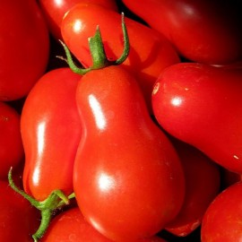 بذر گوجه فرنگی گلابی قرمز