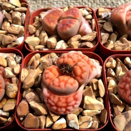 بذر گیاه سنگی karasmontana