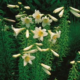 بذر گل لیلیوم سولفورئوم