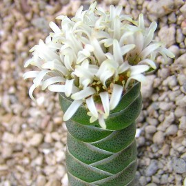 بذر کراسولا کلومناریس