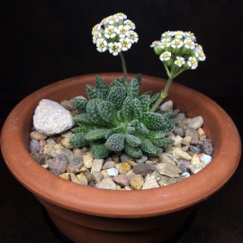 بذر کراسولا ausensis ssp. titanopsis بذر کراسولا ausensis ssp. titanopsis