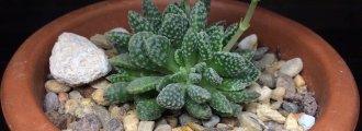 بذر کراسولا ausensis ssp. titanopsis