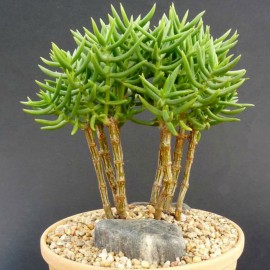 بذر کراسولا تتراگونا یا کاج مینیاتوری