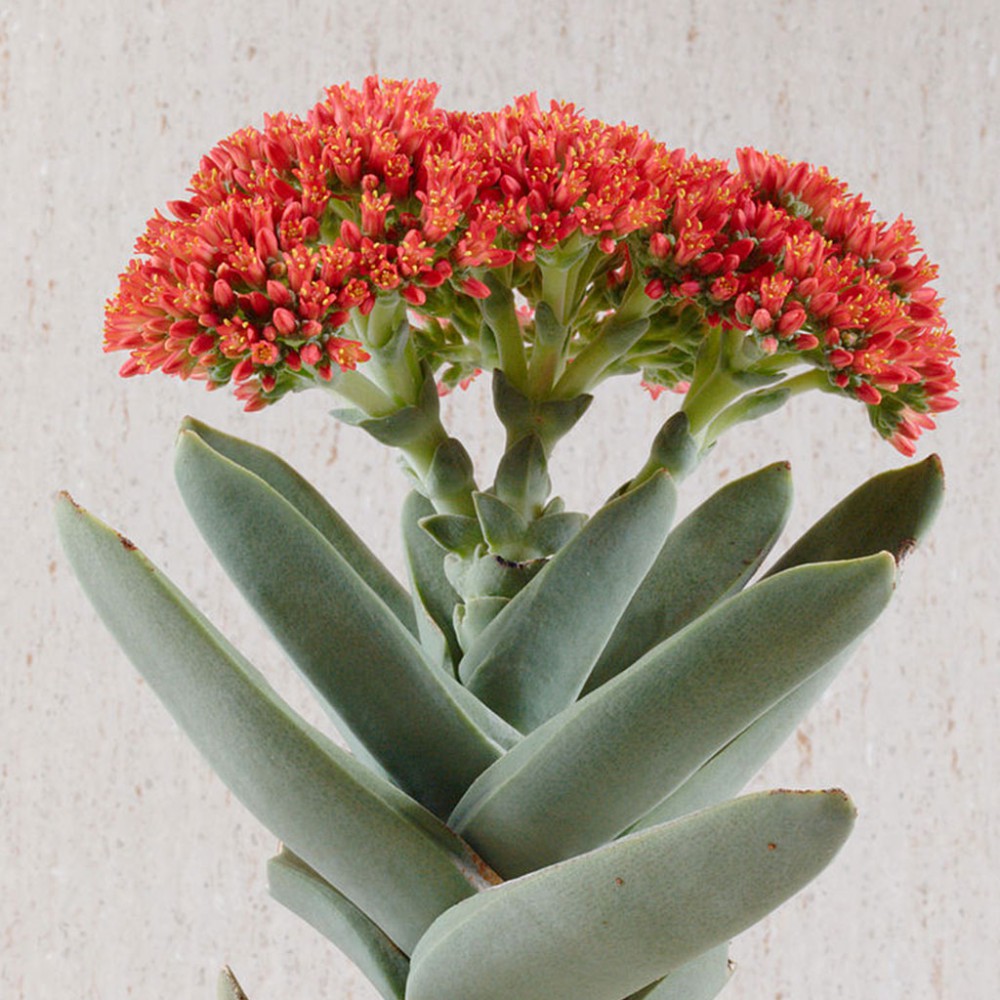 بذر کراسولا فالکاتا بذر کراسولا فالکاتا