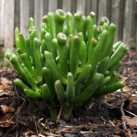 بذر مخلوط کراسولاها