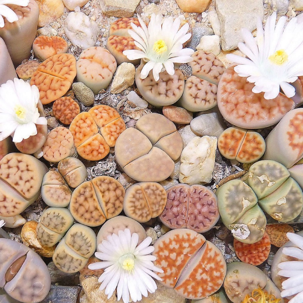 بذر گیاه سنگی مخلوط بذر گیاه سنگی مخلوط