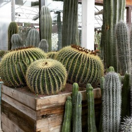 بذر اچینو کاکتوس گروزونی