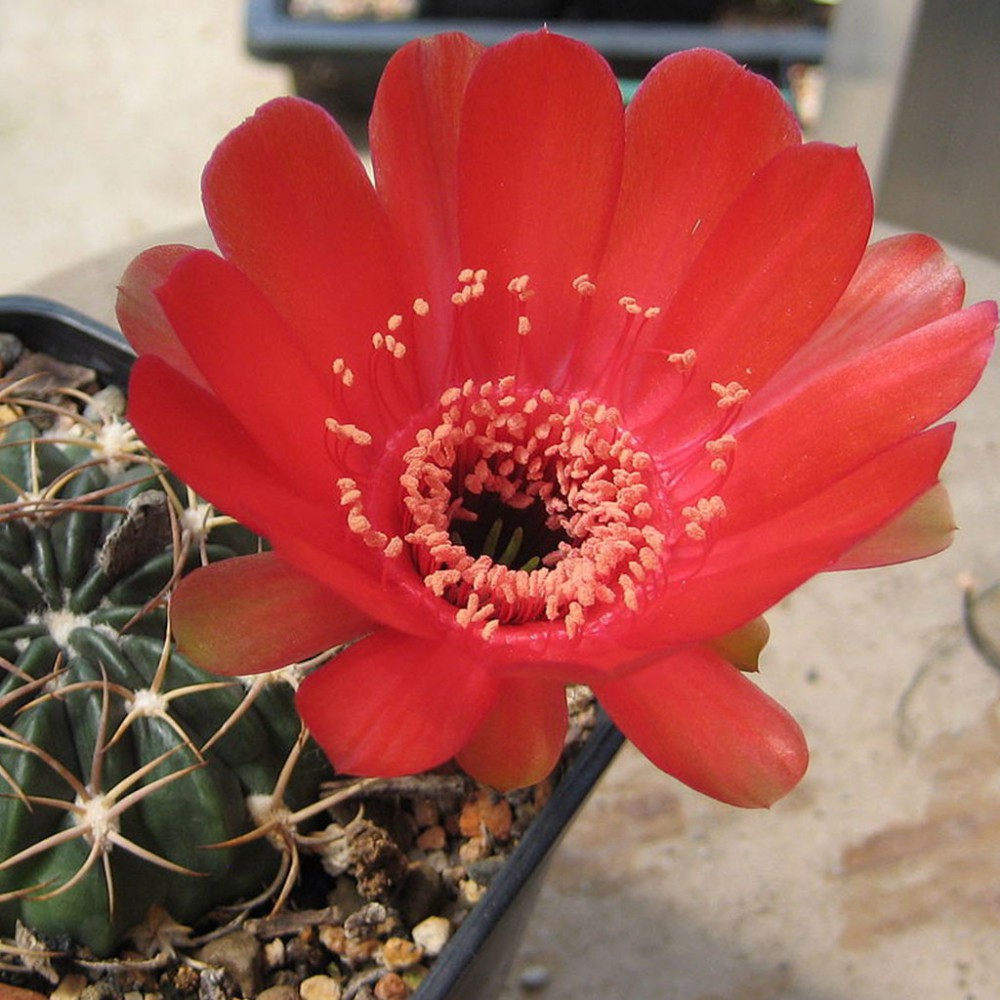 بذر کاکتوس Echinopsis Obrepanda V Calorubra بذر کاکتوس Echinopsis Obrepanda V Calorubra