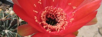 بذر کاکتوس Echinopsis Obrepanda V Calorubra