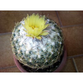 بذر کاکتوس کوریفانتا سودونیکلسا