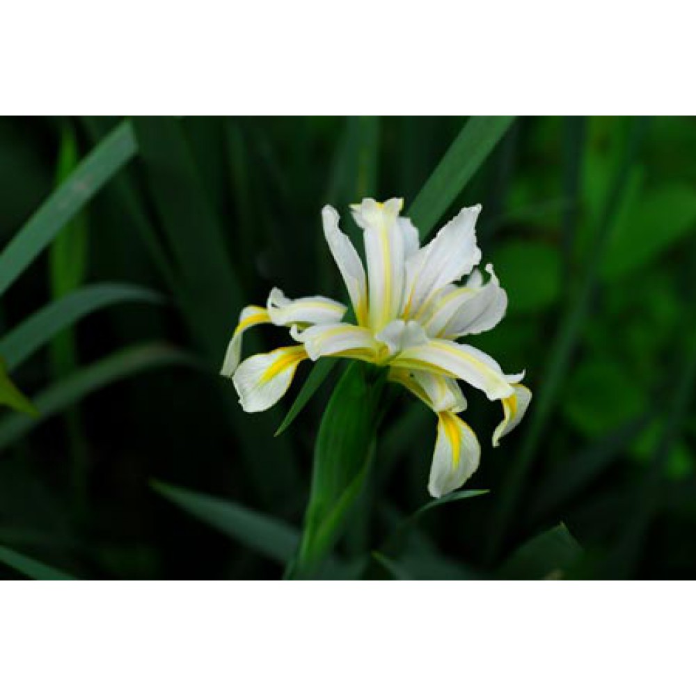 بذر گل زنبق هالوفیلا بذر گل زنبق هالوفیلا