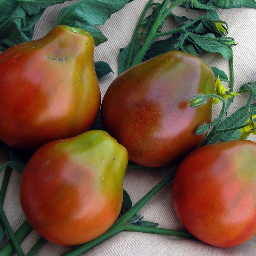 بذر گوجه فرنگی سیاه ژاپنی ارگانیک