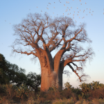 کاشت درخت بائوباب زا (Baobab Za)