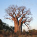 کاشت درخت بائوباب زا (Baobab Za)