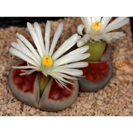 بذر گیاه سنگی karasmontana بذر گیاه سنگی karasmontana